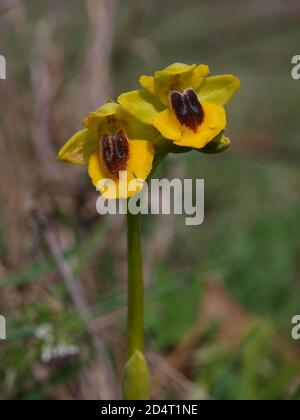 Gelbe ophrys (Ophrys lutea), Orchideenblüte in e Wiese in andlalucia, Spanien Stockfoto