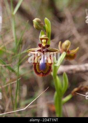 Spiegel Bienenorichd (Ophrys speculum) in einer Wiese Stockfoto
