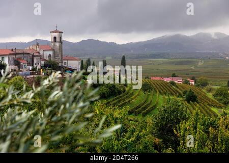 Olivenbäume und Weinberge mit Blick auf die Kirche in Goriska Brda, Vipolze, Slowenien Stockfoto