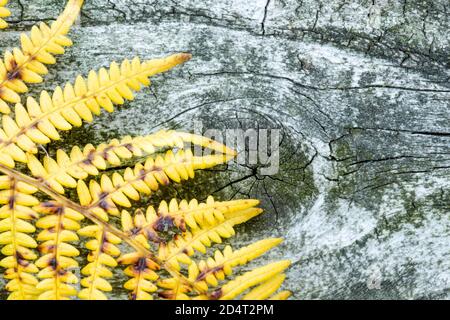 Bracken, Pteridium aquilinum, ein einheimischer britischer Farn, der häufig in Wäldern und Heide gefunden wird. Zeigt gelbe Färbung, die es ändert sich im Herbst w Stockfoto