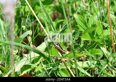 Grüne Wiese Grasshopper im grünen Gras versteckt Stockfoto