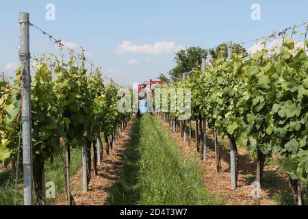 Die Nahaufnahme eines Bauern auf einem Traktor sprüht reifende Trauben Im Weinberg Stockfoto