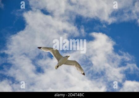 Möwe Stockfoto