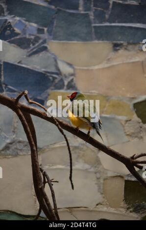 Der Gouldian-Finch (Erythrura gouldiae), auch als "Lady Gouldian Finch" bekannt Stockfoto