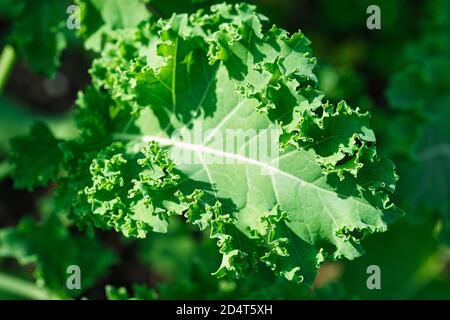 Rohes grünes und frisches Grünkohl-Blatt aus nächster Nähe, wächst im Sommergarten, helles Sonnenlicht, gesundes Bio-Essen und Selbstgenügekonzept Stockfoto