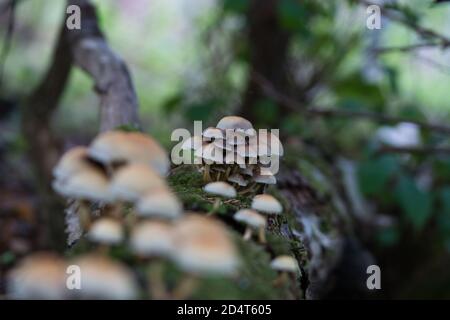 Geclusterter Holzliebhaber , Schwefelbüschel Pilze wachsen in Clustern auf einem toten Baumstamm mit Moos im Wald bedeckt, Herbst Saison Hintergrund Stockfoto