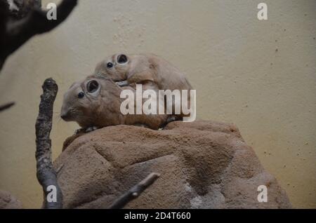 Gemeiner gundi (Ctenodactylus gundi) im Frankfurter Zoo Stockfoto