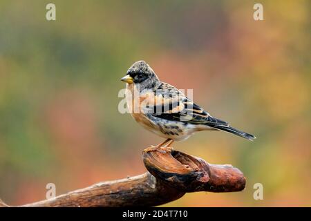 Brambling in Herbstfarben. Stockfoto