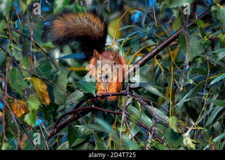 Eichhörnchen macht morgens Stretching und Gähnen Stockfoto