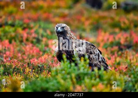 Goldener Adler im borealen Wald gegen Heidelbeer-Herbstfarben Stockfoto