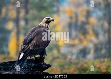 Goldener Adler im borealen Wald an seinem Wachposten. Stockfoto