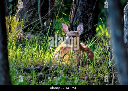 Junge Rehkitz versteckt sich im Wald und vertraut darauf, dass niemand sie sehen kann. Stockfoto