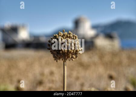 Trockenen Knoblauch Blume Stockfoto