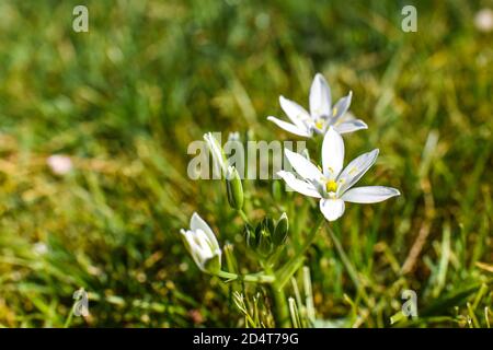 kleine weiße Blume Stockfoto