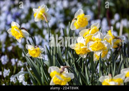 Erste Frühlingsgartenblumen Frühlingsgarten Rasen Narzissen Gartenblumen Narzissen März Blumen Narzissen Frühlingspflanzen im Garten Narzissen Scilla Stockfoto