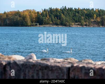 Helsinki/Finnland - 10. OKTOBER 2020: Zwei Singschwäne schwimmen an einem sonnigen Sommertag im Meer. Stockfoto