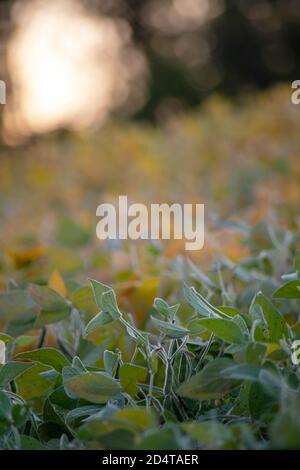 Die Abstraktion des Sojabohnenfeldes am Hang Stockfoto