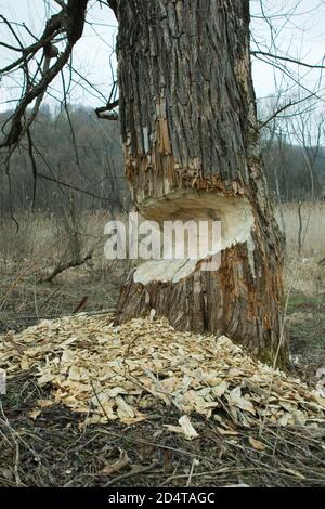 Baum wird von Wild Beavers in der Nähe des San River gefällt. Bieszczady-Gebirge Süd-Polen. 28,02.2007. Stockfoto