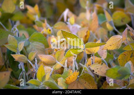Selektiver Fokus auf Fuzzy-Bohnenschoten und reifenden Sojabohnenblättern. Stockfoto