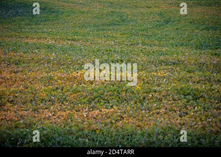 Abstrakte bunte Sojabohnenfeld Reifung in goldenen Stunden Licht Stockfoto