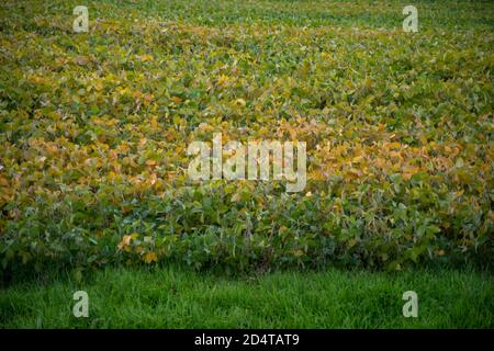 Abstrakte Sojabohnenfeld Reifung in Herbstfarben Stockfoto