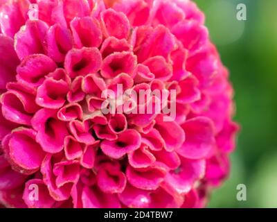 Nahaufnahme eines Pompons Dahlia Blütenkopf Stockfoto