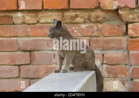 Schöne Alien junge Katze sitzt auf einer Brüstung gegen Ziegel Wand Stockfoto