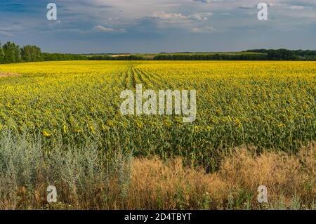 Landschaft mit blühenden Sonnenblumen Feld an regnerischen Sommertag in Saporischschja Oblast, Ukraine Stockfoto