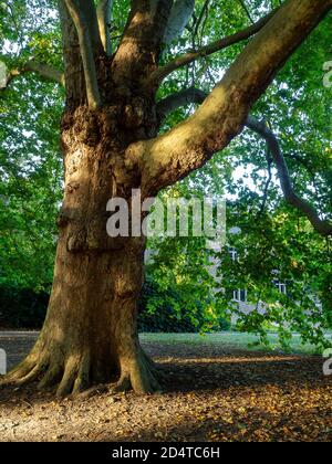 Ein Schloss in Geldrop Noord-Brabant Holland schaut durch einen Baum Stockfoto