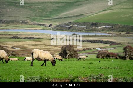 Schafe auf Talseite über dem Cuckmere River Stockfoto