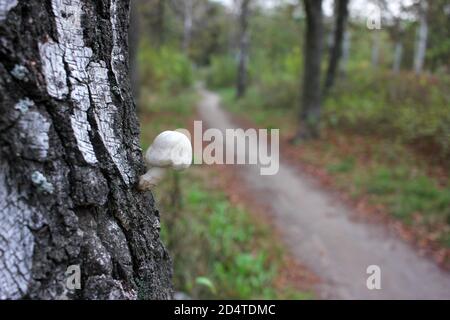 Nahaufnahme eines kleinen weißen Pilzes, der auf Birke wächst. Schöne Herbstlandschaft mit Bäumen und Pfad im Park oder Wald Stockfoto