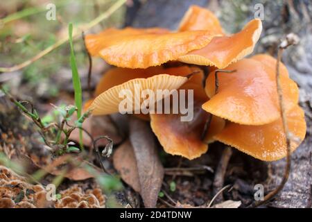 Armillaria mellea, allgemein bekannt als Honigpilz, im Herbstgarten. Orangenpilze wachsen auf einem Stumpf. Stockfoto