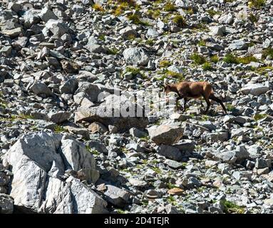 Laufende Gämsen in steinigen Landschaft in Vysoke Tatry Berge in Slowakei Stockfoto