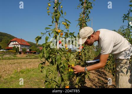 DEUTSCHLAND, Göttingen, Anbau und Züchtung alter und verschiedener Tomatensorten, Tomatenvielfalt / DEUTSCHLAND, Versuchsaufbau von UNI Göttingen und Dreschflegel Verein, ökologischer Freiland Anbau von traditionellen Tomatensorten zur Forschung, Zucht und Kreuzung Stockfoto