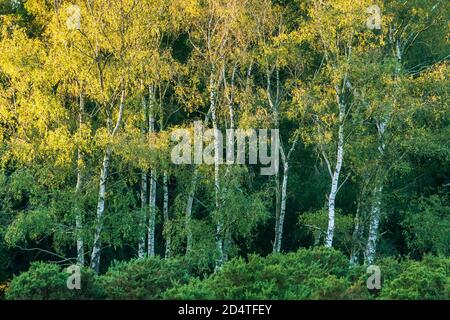 Silberne Birken mit Sonnenlicht auf den Baumkronen und gelb färbenden Blättern im Oktober, Herbst, Großbritannien Stockfoto