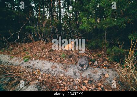 Zwei Katzen im Herbstwald. Graue Katze und Ingwerkatze sitzen zwischen Blättern am Waldrand. Gefallenes Laub auf dem Boden in Herbstwäldern. Nadeln auf Ästen. C Stockfoto