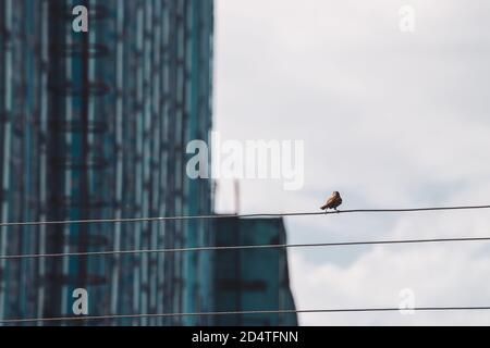 Kleine Sperling geht auf Drähten. Kleiner Vogel auf Kabel im Industriegebiet. Birdie auf Draht auf dem Hintergrund der Gebäudewand in Bokeh. Lustige geflügelte Federn Stockfoto