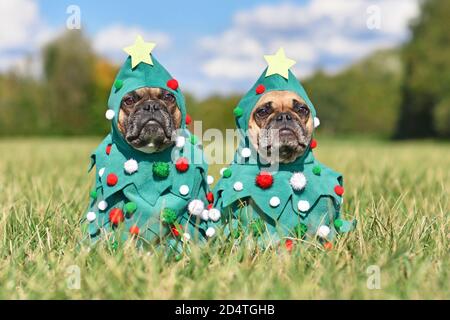 Ein Paar französische Bulldoggen in lustigen Weihnachtsbaum-Kostümen Mit Kugeln und Sternen sitzen zusammen auf Gras Stockfoto
