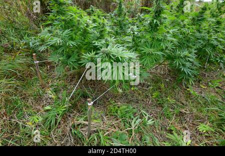 Cannabis wächst in einem Feld, Low Stress Training Technik: Biegen Stamm der Pflanze und Zweige nach unten mit Pflöcken und Seilen Stockfoto