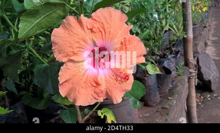 Nahaufnahme von Hibiskus oder Rosmarin Blume Stockfoto