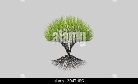 Baum in kugelförmiger Form. Saisonaler Übergang auf weißem Hintergrund. Eco-Konzept. 3D-Rendering. Stockfoto