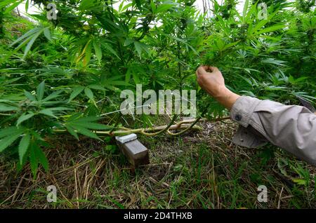Züchter biegen den Zweig von Cannabis nach unten, niedrige Belastung Trainingstechnik Stockfoto
