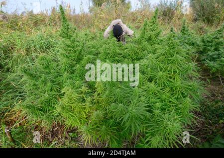 Mann Züchter Kontrolle Cannabis Busch wächst auf dem Feld, Knospen blühen Stockfoto