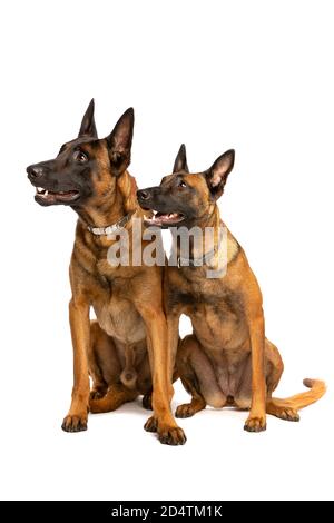 Zwei belgische Malinois Hunde vor einem weißen Hintergrund Stockfoto