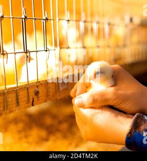 Frauenhände halten ein gelbes Hühnchen. Ein Bauer untersucht ein Huhn im Hühnerstall. Selektiver Fokus. Stockfoto