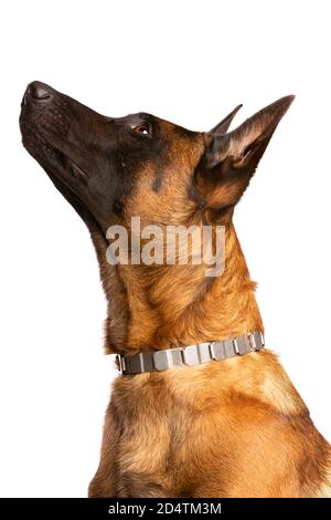 Belgischer Malinois Hund vor einem weißen Hintergrund Stockfoto