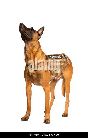 Belgischer Malinois Hund vor einem weißen Hintergrund Stockfoto
