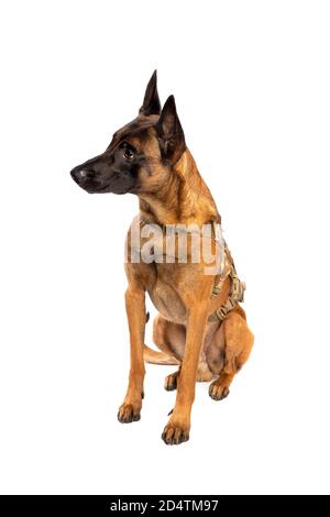 Belgischer Malinois Hund vor einem weißen Hintergrund Stockfoto