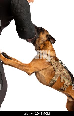 Border Collie Hund isoliert auf einem weißen Hintergrund Stockfoto