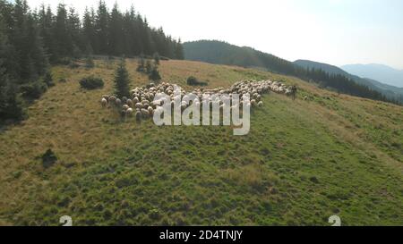 Schafherde auf dem grünen Hang. Stockfoto